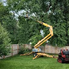 Best Tree Maintenance Programs  in Frederick, OK