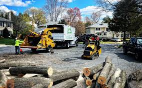 Best Hazardous Tree Removal  in Frederick, OK