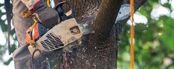 Best Commercial Tree Services  in Frederick, OK