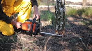 Best Root Management and Removal  in Frederick, OK