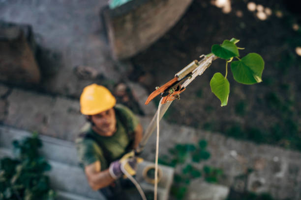 Best Tree and Shrub Care  in Frederick, OK