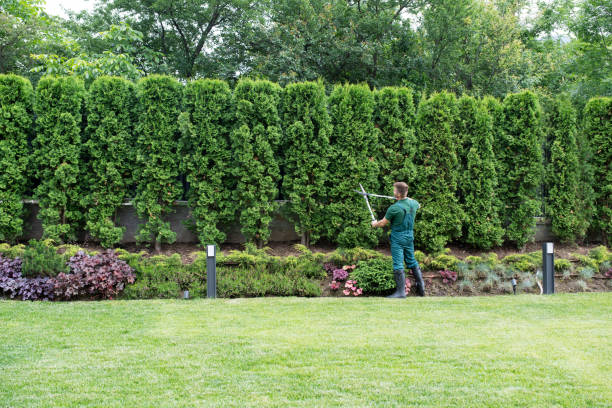 Best Fruit Tree Pruning  in Frederick, OK
