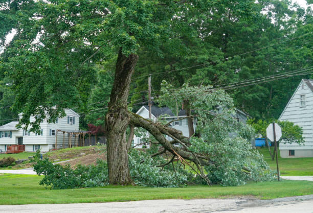 Best Utility Line Clearance  in Frederick, OK