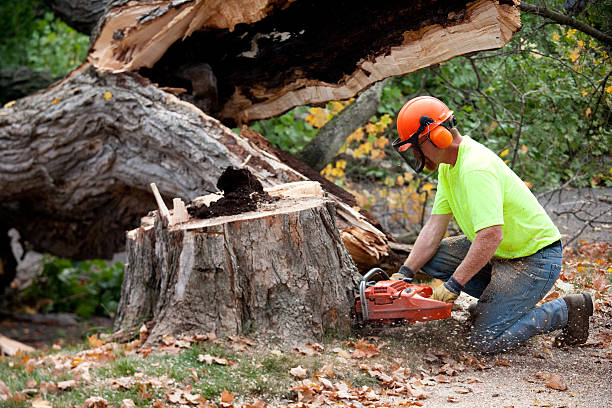 Best Tree Cabling and Bracing  in Frederick, OK