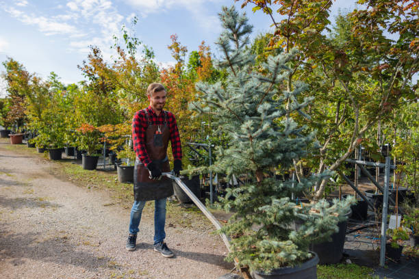 Best Tree Fertilization  in Frederick, OK