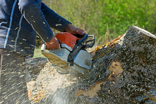 Best Lawn Grading and Leveling  in Frederick, OK