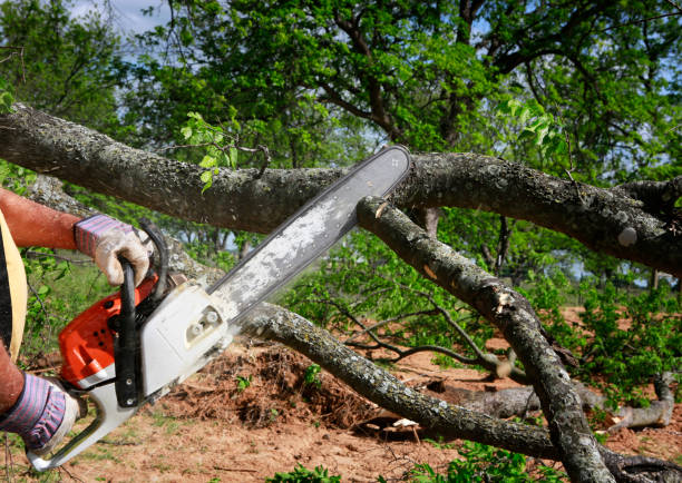 Best Tree Mulching  in Frederick, OK