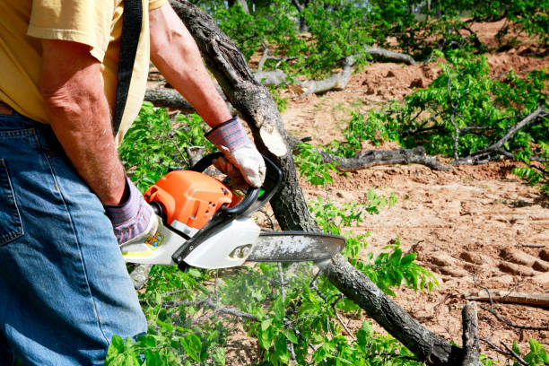 Best Lawn Mowing  in Frederick, OK